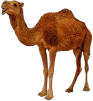camel